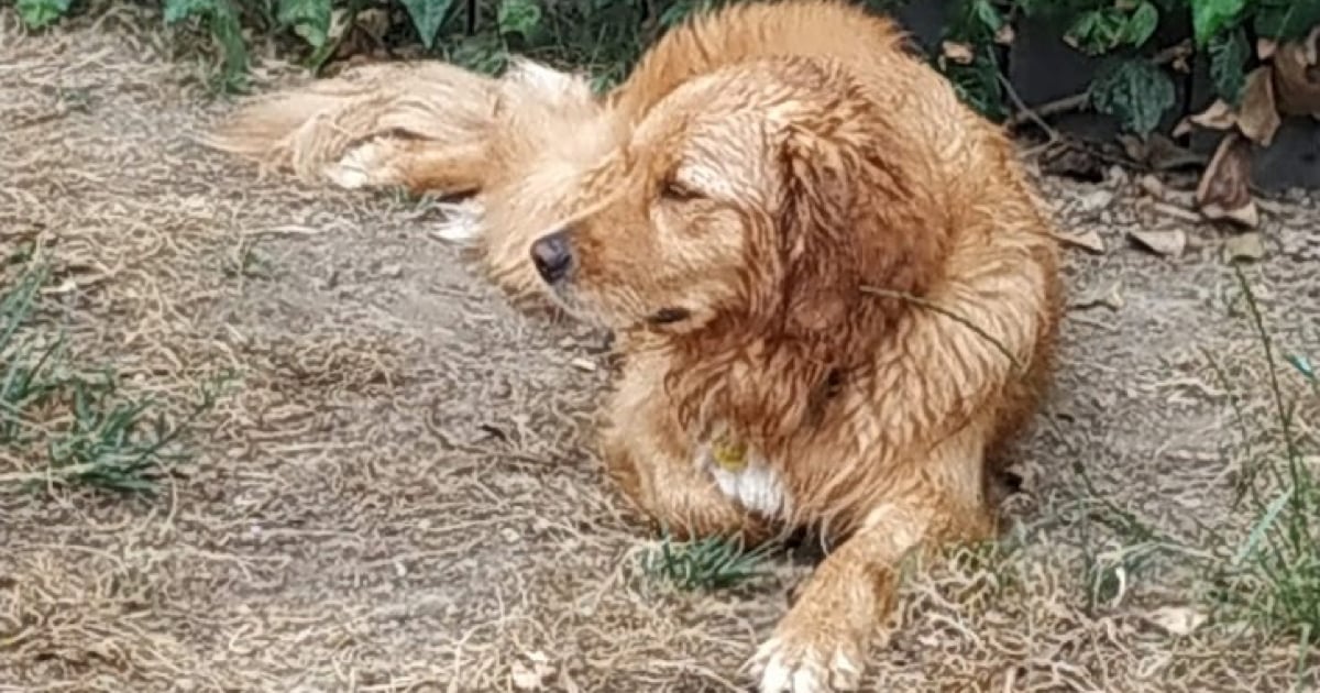 Baxter the honey coloured dog