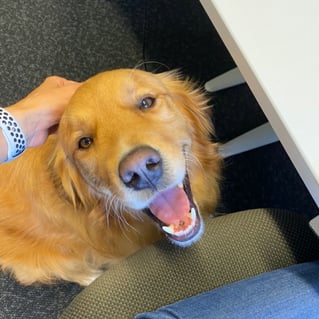 Baxter the favourite office dog smiling