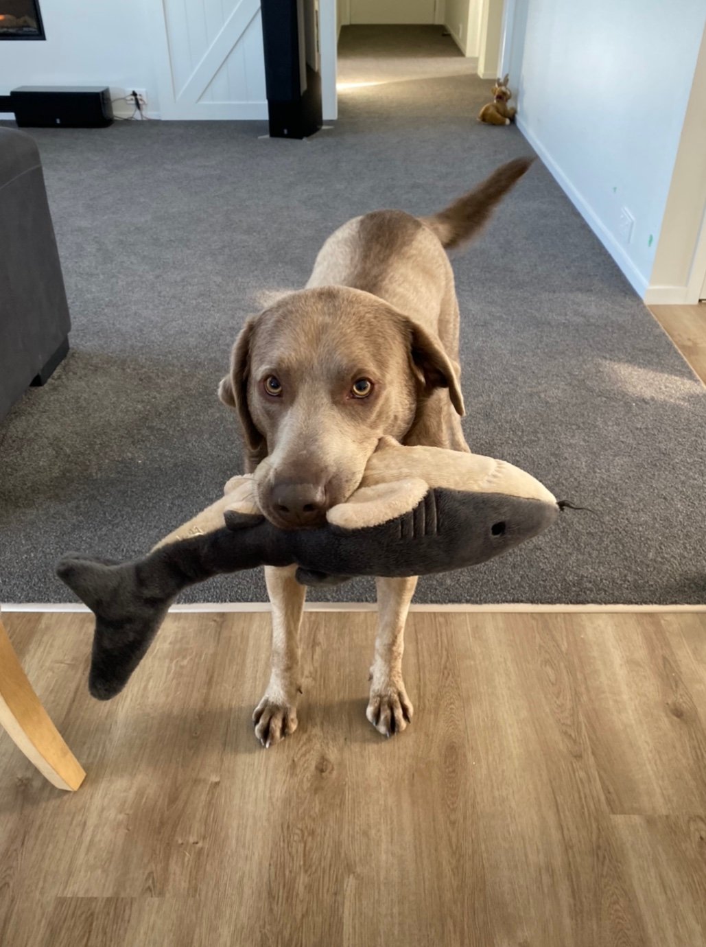 Fex the dog with a soft toy shark in his mouth