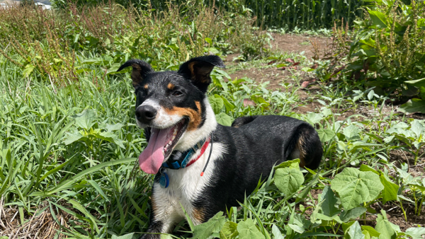 K9 Weed Detection_johns dog sitting in a field of weeds