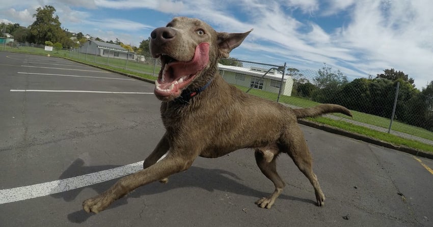 Karl's dog Fez, a brown Kelpie running in a playground