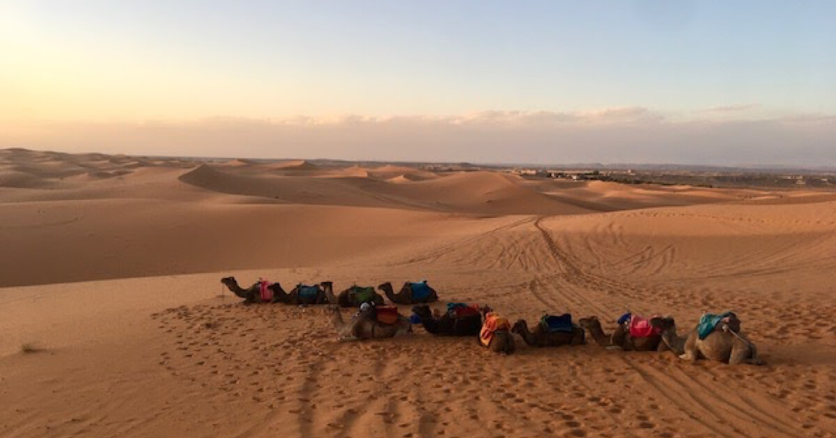Camels lie down in the Sahara desert