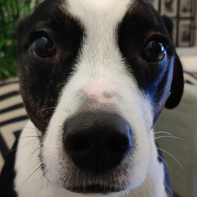 Extreme close up of Marta's black and white dog, Nala