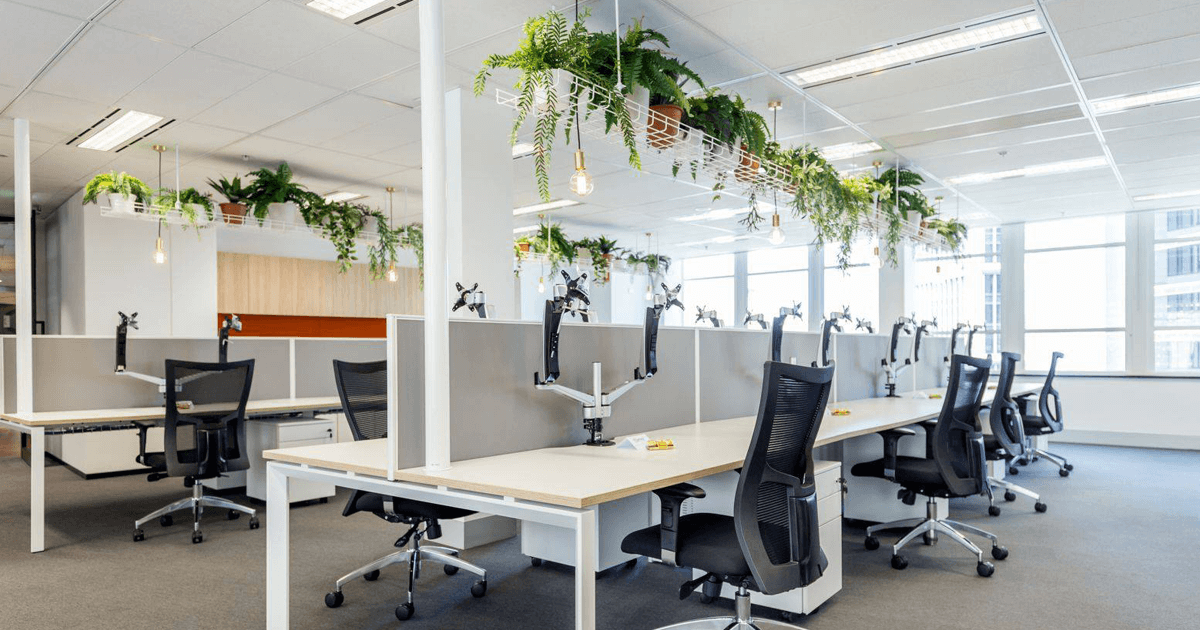 case study_illuminar_illuminar electrical work in an office with hanging plant feature