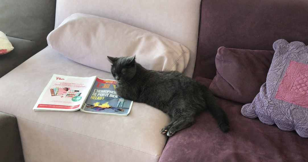 black cat lying on couch with a french magazine
