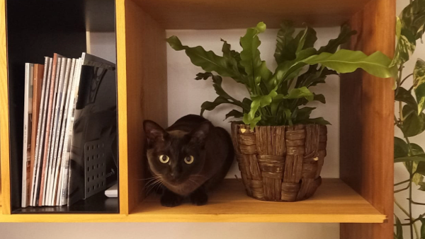 mat_marco_black cat sitting in a bookshelf