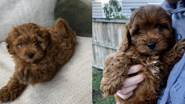 mat_niamh_cute brown cavoodle puppy