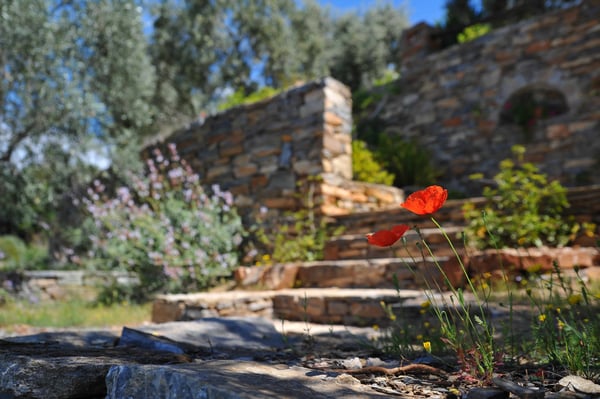 poppies in walled garden